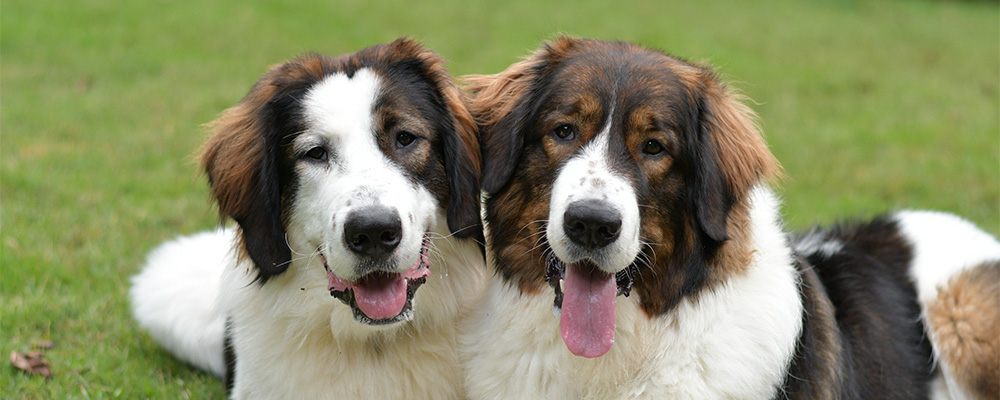 close up of two tan and white tornjaks laying next to each other