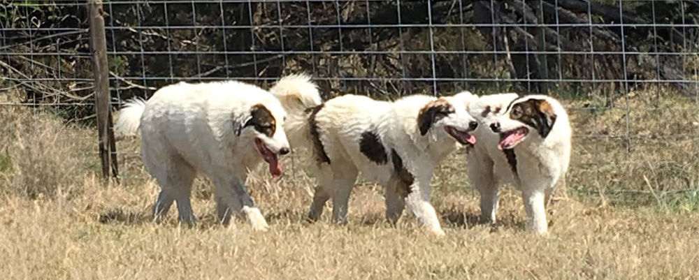 three large tornjaks running side by side in a grassy field