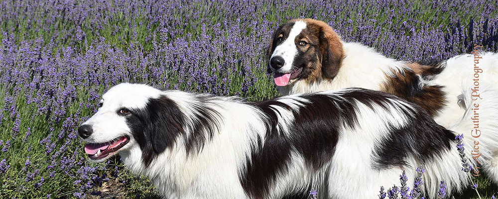 one black and white tornjak standing in front of a tan and white tornjak in a flower field